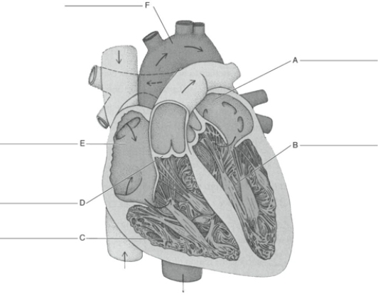 Fill in the correct labels for the following figure using the word bank below. a.Pulmonary semilunar valve b.Aorta c.Left atrium d.Right ventricle e.Left ventricle f.Right atrium D ___________