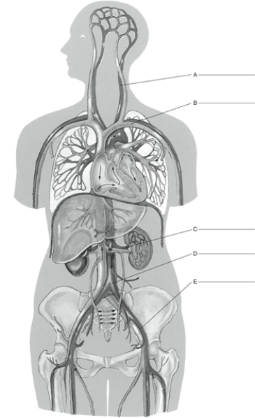 Fill in the correct labels for the following figure using the word bank below. a.Abdominal aorta b.Renal artery c.External iliac artery d.Left common carotid artery e.Left subclavian vein B __________
