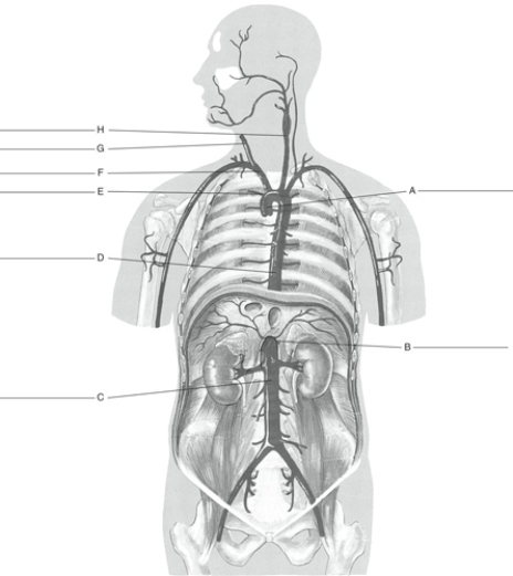 Fill in the correct labels for the following figure using the word bank below. a.Aortic arch b.Right common carotid c.Ascending aorta d.Brachiocephalic e.Abdominal aorta (part of descending aorta) f.Left common carotid g.Celiac trunk h.Thoracic aorta E _________