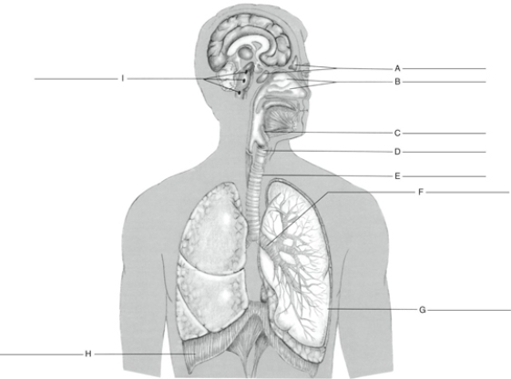 MATCHING Fill in the correct labels for the following figure using the word bank below. a.Trachea b.Diaphragm c.Larynx d.Sinuses e.Respiratory centers f.Nasal conchae g.Left lung h.Epiglottis i.Primary bronchus G __________
