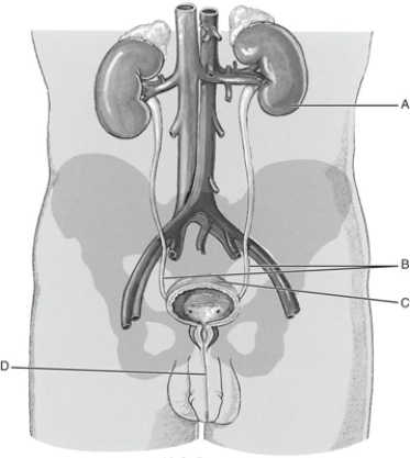 MATCHING Fill in the correct labels for the following figure using the word bank below. a.Bladder b.Kidney c.Ureters d.Urethra A ________