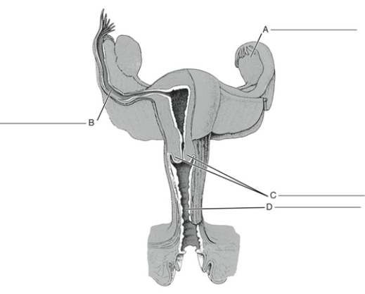 Fill in the correct labels for the following figure using the word bank below. a.Cervix b.Ovary c.Uterine tube d.Vagina D ________