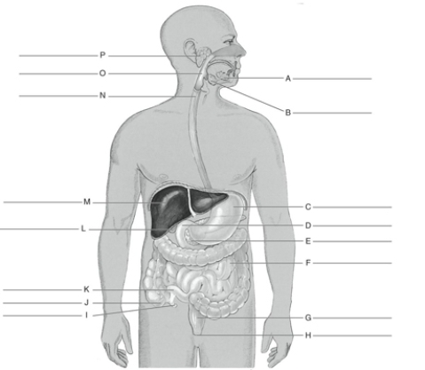 MATCHING Fill in the correct labels for the following figure using the word bank below. a.Jejunum b.Gallbladder c.Pharynx d.Submandibular gland e.Vermiform appendix f.Sublingual gland g.Esophagus h.Rectum i.Parotid gland j.Anus k.Duodenum l.Ileum m.Pancreas n.Cecum o.Liver p.Stomach L _________