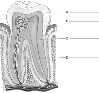 Fill in the correct labels for the following figure using the word bank below. a.Dentin b.Enamel c.Root canal d.Pulp cavity B __________
