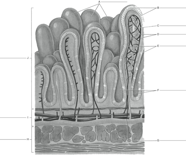Fill in the correct labels for the following figure using the word bank below. a.Goblet cells b.Muscle layer c.Mucosa d.Nerve e.Epithelial cells (lining villus) f.Submucosa g.Lacteal (lymph vessel) h.Capillary network i.Villi j.Intestinal glands I __________
