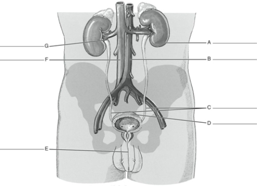 MATCHING Fill in the correct labels for the following figure using the word bank below.   a.Inferior vena cava b.Right and left ureters c.Renal pelvis d.Left kidney e.Urinary bladder f.Abdominal aorta g.Urethra D __________<div style=padding-top: 35px> 