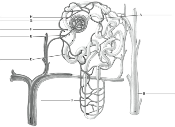 Fill in the correct labels for the following figure using the word bank below.   a.Afferent arteriole b.Glomerulus c.Bowman's capsule d.Proximal convoluted tubule e.Loop of Henle f.Collecting duct g.Distal convoluted tubule h.Efferent arteriole A __________<div style=padding-top: 35px> 