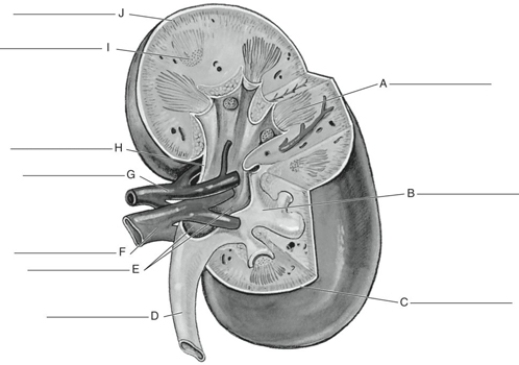 Fill in the correct labels for the following figure using the word bank below.   a.Renal vein b.Medulla c.Renal pelvis d.Papillae. Renal hilus f.Major calyx g.Ureter h.Cortex i.Renal capsule j.Renal artery B __________<div style=padding-top: 35px> 