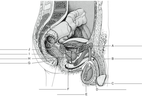 MATCHING Fill in the correct labels for the following figure using the word bank below. a.Bulbourethral gland b.Urethra c.Epididymis d.Vas deferens e.Ejaculatory duct f.Glans penis g.Seminal vesicle h.Penis i.Scrotum j.Prostate gland H __________