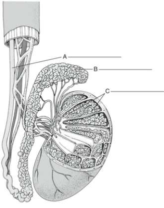 Fill in the correct labels for the following figure using the word bank below. a.Epididymis b.Seminiferous tubules c.Vas deferens B _________