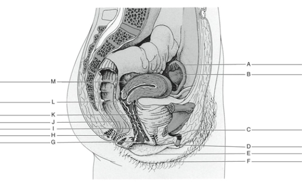 Fill in the correct labels for the following figure using the word bank below. a.Labia majora b.Bladder c.Vaginal opening d.Uterine (fallopian) tube e.Rectum f.Cervix of uterus g.Clitoris h.Vagina i.Body of uterus j.Ovary k.Urethral opening l.Labia minora m.Anus F __________