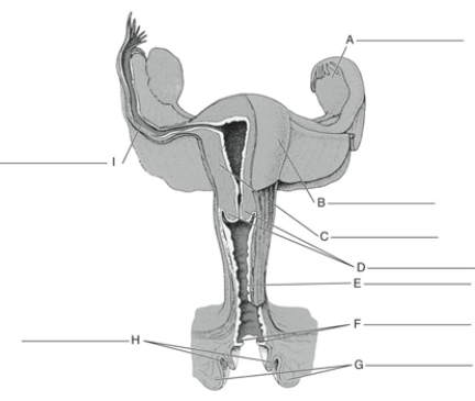 Fill in the correct labels for the following figure using the word bank below. a.Hymen b.Labia minora c.Muscular wall of uterus d.Uterine (fallopian) tube e.Body of uterus f.Vagina g.Labia majora h.Cervix i.Ovary H __________