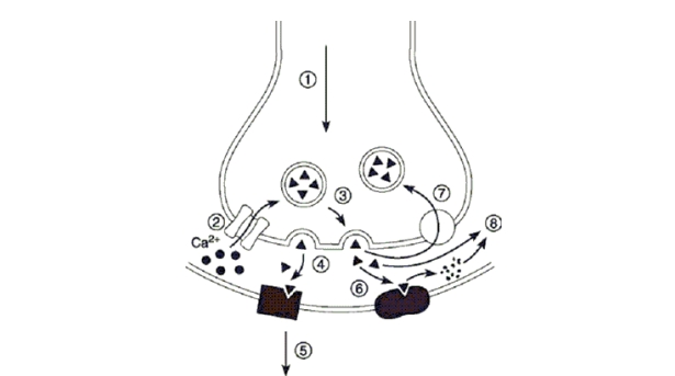 <strong> Figure 8.1 Identify the structure on the postsynaptic membrane that bind with the neurotransmitter in Step 4 of Figure 8.1, and indicate its function.</strong> A)a receptor that can stimulate a cellular response by gating its ion channel or stimulating a G protein to gate an ion channel B)a voltage- gated calcium channel for reuptake of Ca2+ C)endocytotic vesicle storing neurotransmitter D)transporter for the reuptake of released neurotransmitter E)an enzyme used to remove neurotransmitter from the synaptic cleft