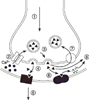   -In Figure 8.1, if the presynaptic neuron is cholinergic, what is the structure in Step 6?