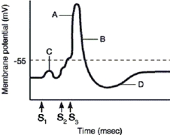 <strong>  Which statement best describes the event indicated by the letter C in Figure 7.1 and how that event is initiated?</strong> A) It is an excitatory potential that causes the relative refractory period. B) It is a suprathreshold graded potential resulting from the opening and closing of sodium and potassium channels. C) It is a hyperpolarization of the membrane due to the outward movement of potassium ions. D) It is a subthreshold graded potential resulting from the opening of sodium channels, closure of potassium channels, or opening of ion channels for sodium and potassium. E) It is a suprathreshold depolarization representing an action potential. <div style=padding-top: 35px> 