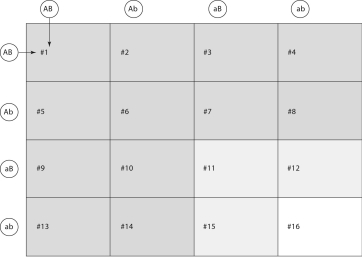 <strong>Examine the following figure, and answer questions 55-60.Purple flower (A) is dominant over white flower (a), and tall stem (B) is dominant over short stem (b).The Punnett square represents a cross between two dihybrids (AaBb x AaBb). What woulbthgenotypof plant #14?</strong> A)Aabb B)aaBb C)AaBB D)AABB E)aaBB