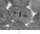 <strong> Thnuclear membranre-forms during</strong> A)prophase. B)telophase. C)interphase. D)anaphase. E)metaphase.