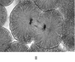 <strong> Thnuclear membranre-forms during</strong> A)prophase. B)telophase. C)interphase. D)anaphase. E)metaphase.