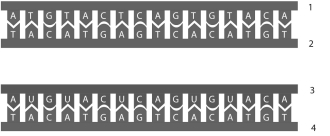 <strong>Examine the following figure and answer questions Thstart codon of RNA is</strong> A)TAC. B)ATA. C)UAU. D)GUG. E)AUG.