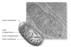 Examinthfollowing micrograph.This micrograph represents which of thcellular organelles?  