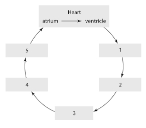 <strong> Using thflow chart, starting with thheart angoing in order 1-5, which is thcorrect order of blooflow?</strong> A)capillaries, venules, veins, arteries, arterioles B)arterioles, arteries, venules, veins, capillaries C)arteries, arterioles, capillaries, venules, veins D)veins, venules, capillaries, arterioles, arteries E)arteries, veins, arterioles, capillaries, venules