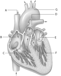 <strong>THE HUMAN HEART For questions , refer to the diagram above. ThstructurlabeleG is the</strong> A)aorta. B)left atrium. C)left ventricle. D)right atrium. E)superior vena cava.