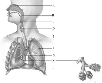 <strong>Use the above diagram to answer questions When you swallow, th__________ covers thentrancto thlarynx.This structuris identifieanlabeleas letter __________ in thabovdiagram.</strong> A)epiglottis; E B)pharynx; B C)glottis; C D)epiglottis; C E)trachea; E