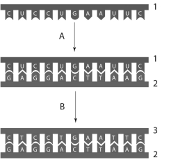 <strong>Examine the following figure and answer questions In thfigurshown, #1 represents a __________ molecule.</strong> A)nucleotide B)complementary DNA C)messenger RNA D)restriction DNA E)amino acid