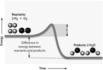 <strong>  Examine the figure above and answer the following question(s). In the figure above,the amount of energy symbolized by the line A would be the</strong> A) reactant energy. B) product energy. C) cofactor energy. D) activation energy. E) intermediate energy. <div style=padding-top: 35px> 
