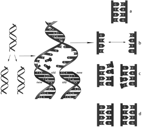    Examine the figures above and answer the following question(s). -In the figure above,step a represents