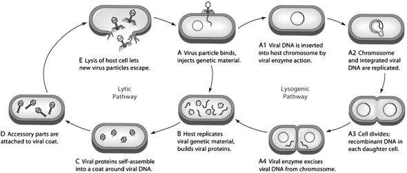 Examine the figure above and answer the following question(s). -In figure A,what is being injected into the host cell?