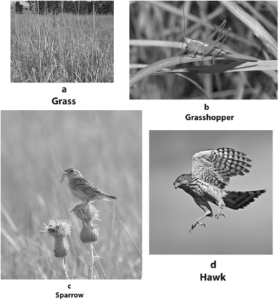MATCHING The figure below refers to a food chain in a tallgrass prairie.Examine it and answer the questions by matching each letter with the number with which it best corresponds. -organism situated at the base of the energy pyramid