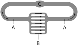 <strong>  Examine the diagram above,and answer the following question(s). In the above diagram,C represents which of the following structures?</strong> A) large diameter blood vessel B) capillary beds C) the zone of diffusion of gases and nutrients D) the heart E) large diameter blood vessel and the zone of diffusion of gases and nutrients <div style=padding-top: 35px> 