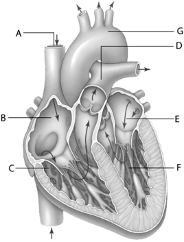 <strong>  For the following question(s),refer to the diagram above. The structure labeled A is the</strong> A) aorta. B) inferior vena cava. C) pulmonary artery. D) pulmonary vein. E) superior vena cava. <div style=padding-top: 35px> 