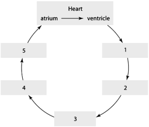 <strong>Using the flow chart,starting with the heart and going in order 1-5,which is the correct order of blood flow?  </strong> A) capillaries, venules, veins, arteries, arterioles B) arterioles, arteries, venules, veins, capillaries C) arteries, arterioles, capillaries, venules, veins D) veins, venules, capillaries, arterioles, arteries E) arteries, veins, arterioles, capillaries, venules <div style=padding-top: 35px> 
