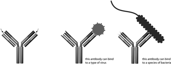 <strong>Identify the site indicated by the arrow in the diagram.  </strong> A) complement binding site of an antibody B) antigen binding site of an antibody C) MHC binding site of an antigen D) complement binding site of T cell receptor E) MHC binding site of a T cell receptor <div style=padding-top: 35px> 
