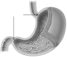 <strong>The arrows in the diagram below are pointing to  </strong> A) the esophagus and small intestine. B) the trachea and large intestine. C) the sphincters at the top and bottom of the stomach. D) the esophagus and pancreas. E) the stomach. <div style=padding-top: 35px> 
