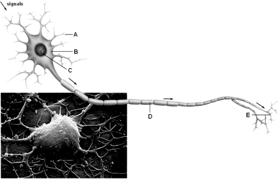<strong> Use the above figure to answer the following question(s). What is depicted in the above diagram?</strong> A) a sensory neuron B) an interneuron C) a motor neuron D) a neuroglial cell E) none of these