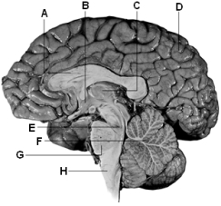 Use the above figure to answer the following question(s). -Referring to the above diagram of the brain,B identifies which region?