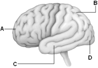 Use the above figure to answer the following question(s). -Referring to the above diagram of the brain,C identifies which lobe of the cerebrum?