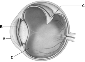 Use the above figure to answer the following question(s). -The ____ of the eye focuses light on the eye's photoreceptors.In the above diagram of the eye,which letter identifies it?