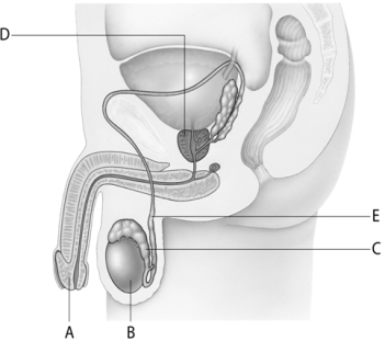   -a surge of this hormone encourages the primary oocyte to complete meiosis I