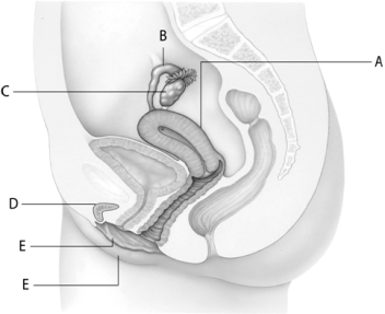   -The organ at letter ________ is lined with endometrium.