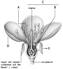   -The ovary,which will develop into fruit,is at letter _____.