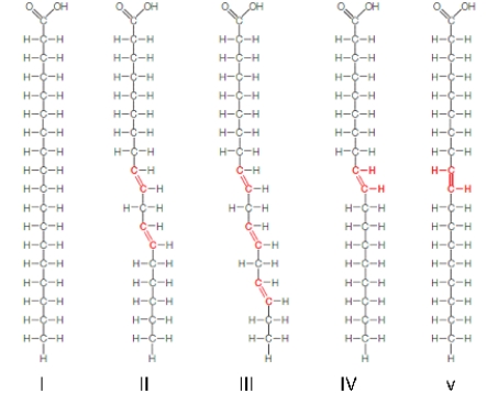 <strong>  In the figure above,which fatty acids are most likely to be solid at room temperature?</strong> A)I B)II, III and IV C)II, III, IV and V D)I and IV E)I and V <div style=padding-top: 35px> 