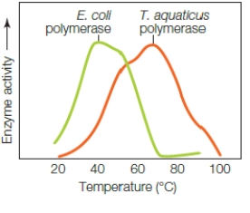 The graph above shows the temperature profile for T.aquaticus polymerase,an enzyme used by a species of bacteria that lives in hot springs.What does the boxed region indicate?
