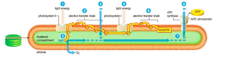 During the light-dependent reactions in the thylakoid membrane, light energy is converted to ATP.Match the specified labels in the diagram with their corresponding functions -Which process is indicated by label 8?