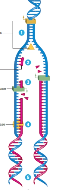 Using the diagram, indicate the molecule that functions at each step in DNA replication -Enzymes that break hydrogen bonds