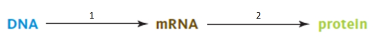 <strong> In the figure above,the process indicated by number 1 is _____,while the process indicated by number 2 is _____.</strong> A)translation; transcription B)translation; transformation C)transcription; translation D)transcription; transformation E)transformation; translation