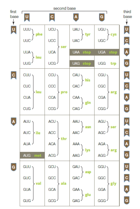 <strong> Referring to the image above,what is the most likely sequence of DNA that codes for the amino acid sequence is asn-tyr-phe-ser-pro?</strong> A)AACTATAAATCACCA B)GGGCCATGTAAACTA C)CUUAUAAAAAGUUGA D)TTGATAAAAAGTGGT E)TTGATCGGAAGTTGA